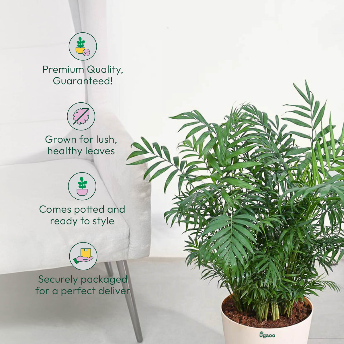 Bamboo Palm XL