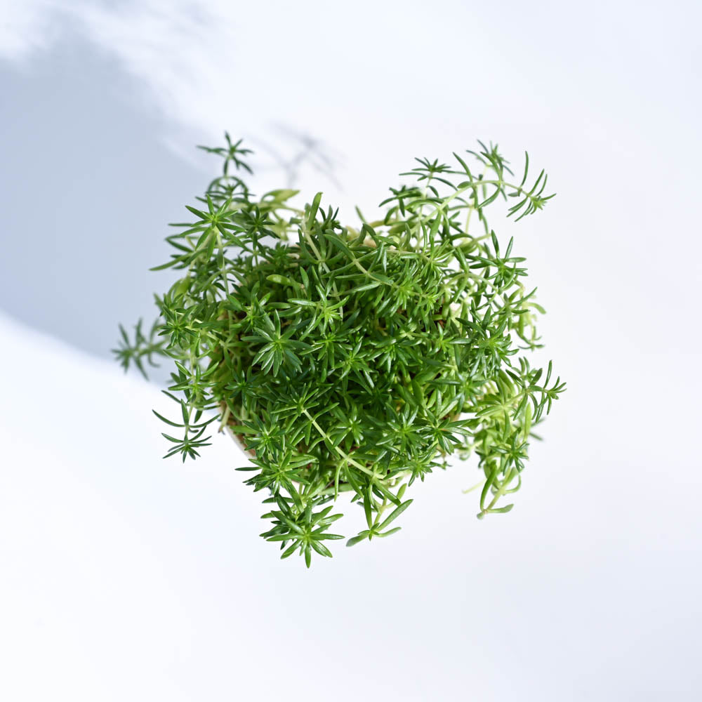 Golden Sedum Plant For Environment Day Gifting