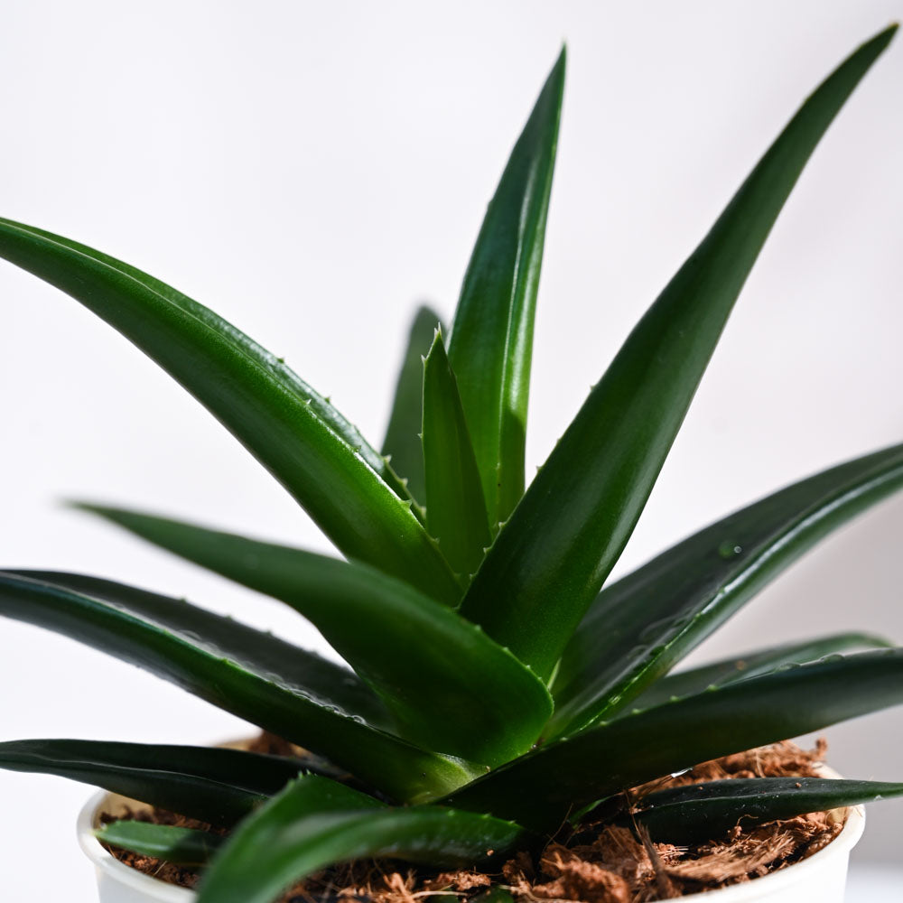 Aloe Vera Green Mini Plant For Environment Day Gifting