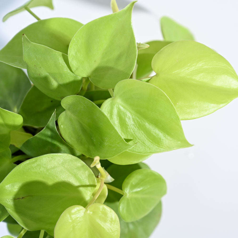 Philodendron Oxycardium Golden Plant For Environment Day Gifting