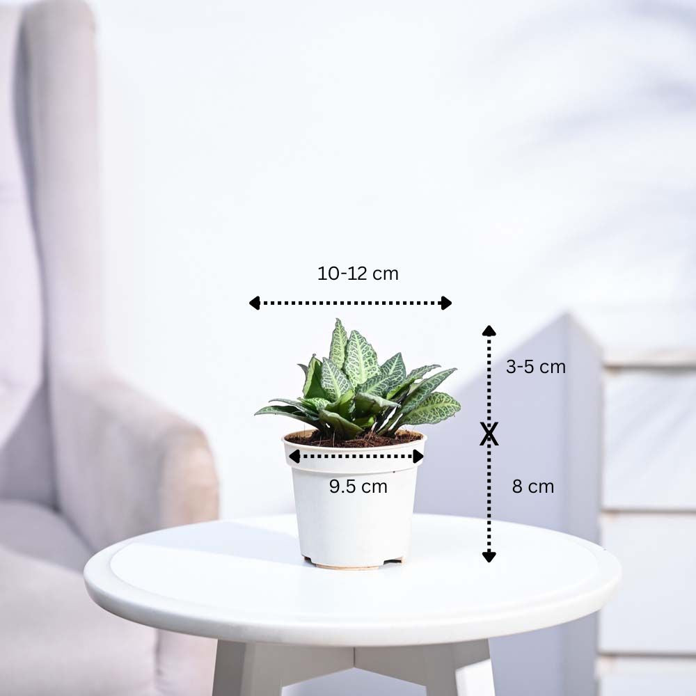 Euphorbia Francoisii Green