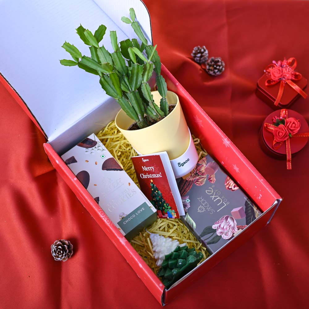 Christmas Cactus Plant Christmas Gift Hamper