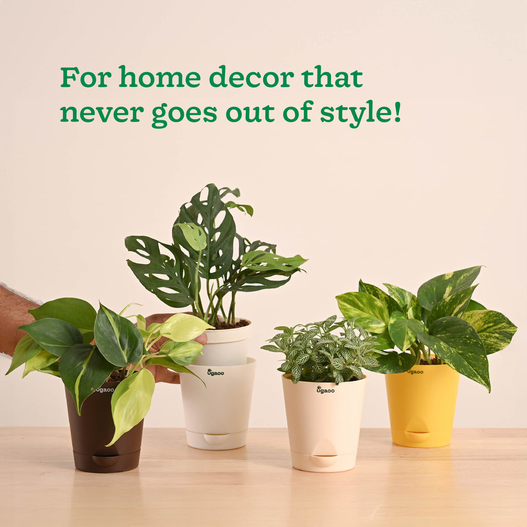 Green Decor Plants Bundle