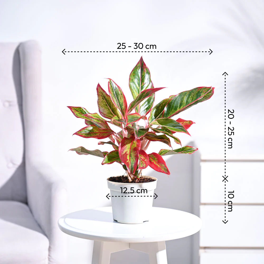 Ganpati Decor Festive Bundle