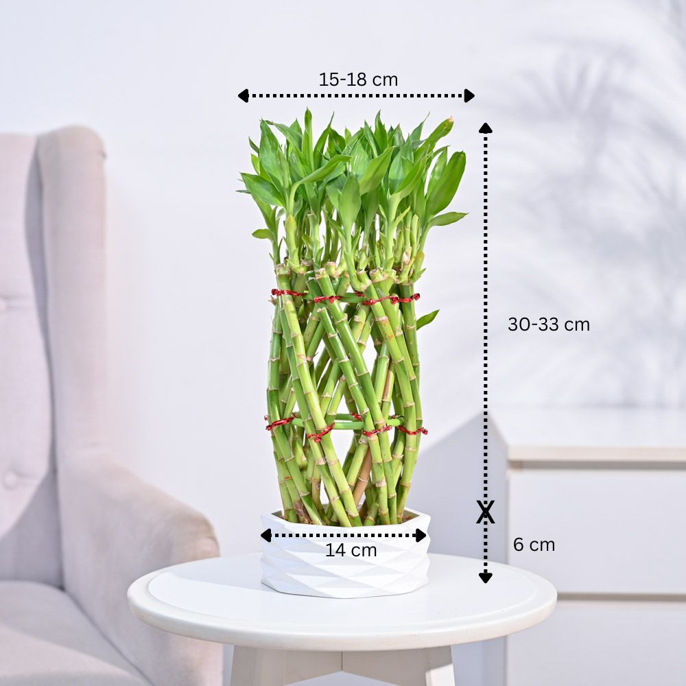 Pineapple Lucky Bamboo Plant