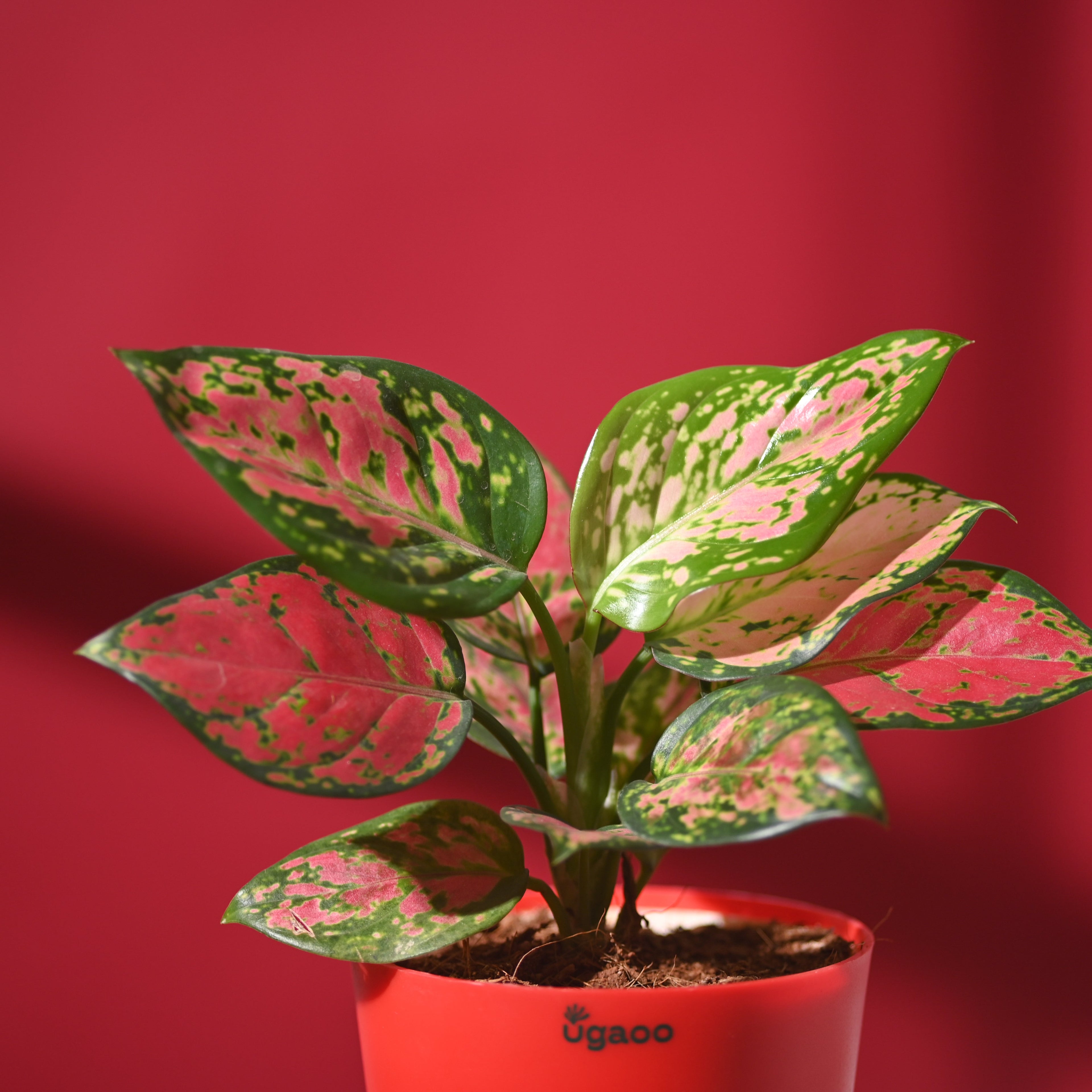 Blush of Love Hamper