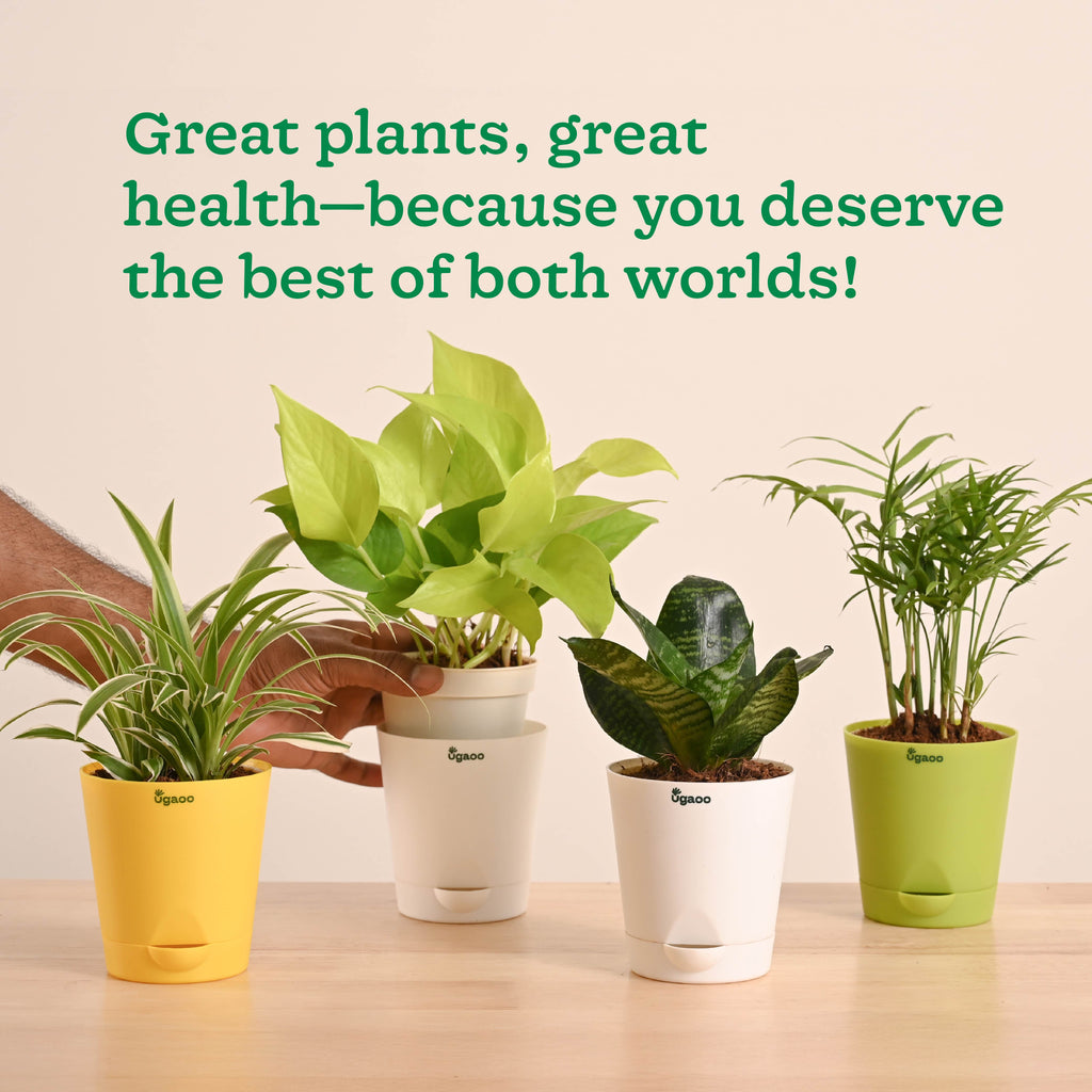 Breathe Easy Air Purifying Plants Bundle