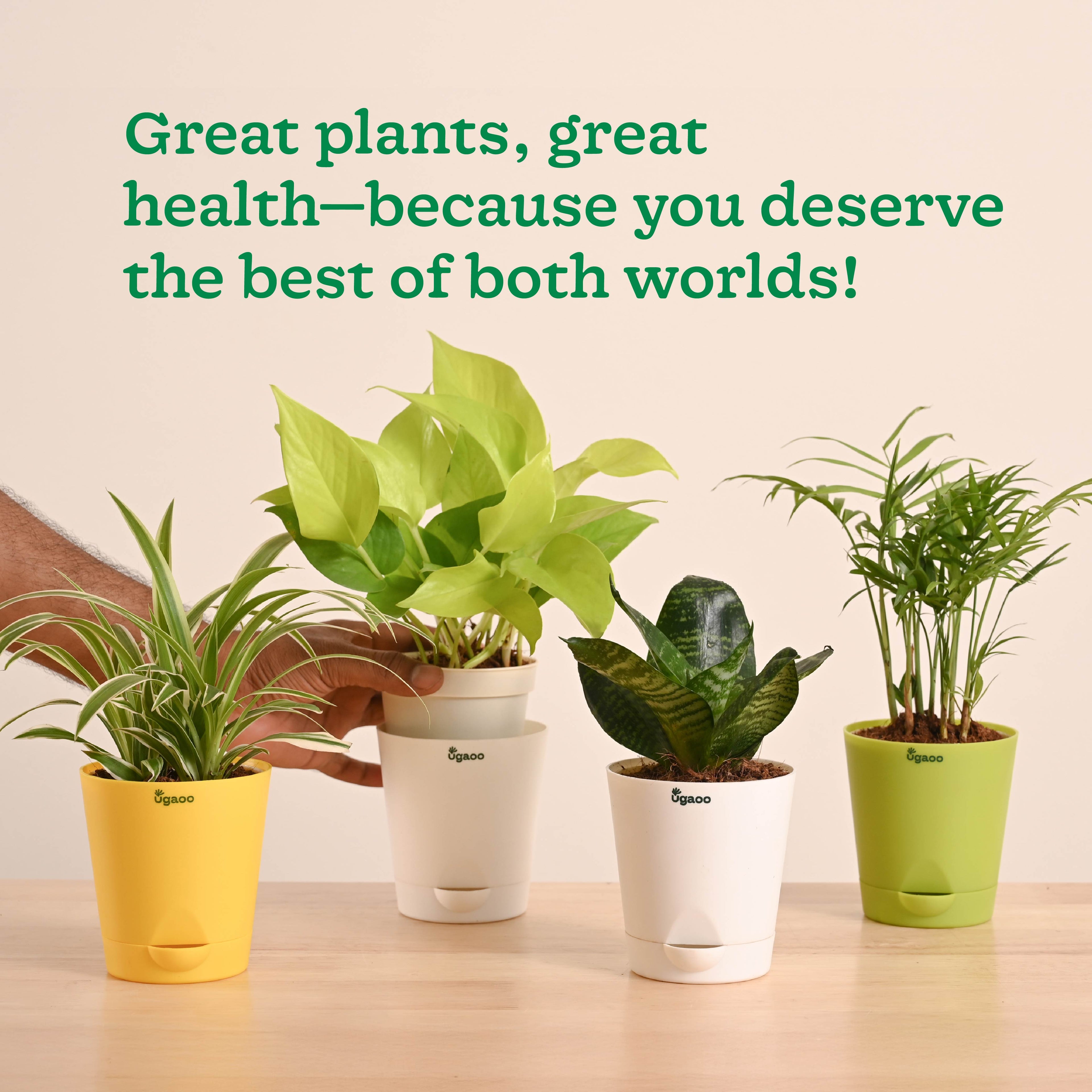 Breathe Easy Air Purifying Plants Bundle
