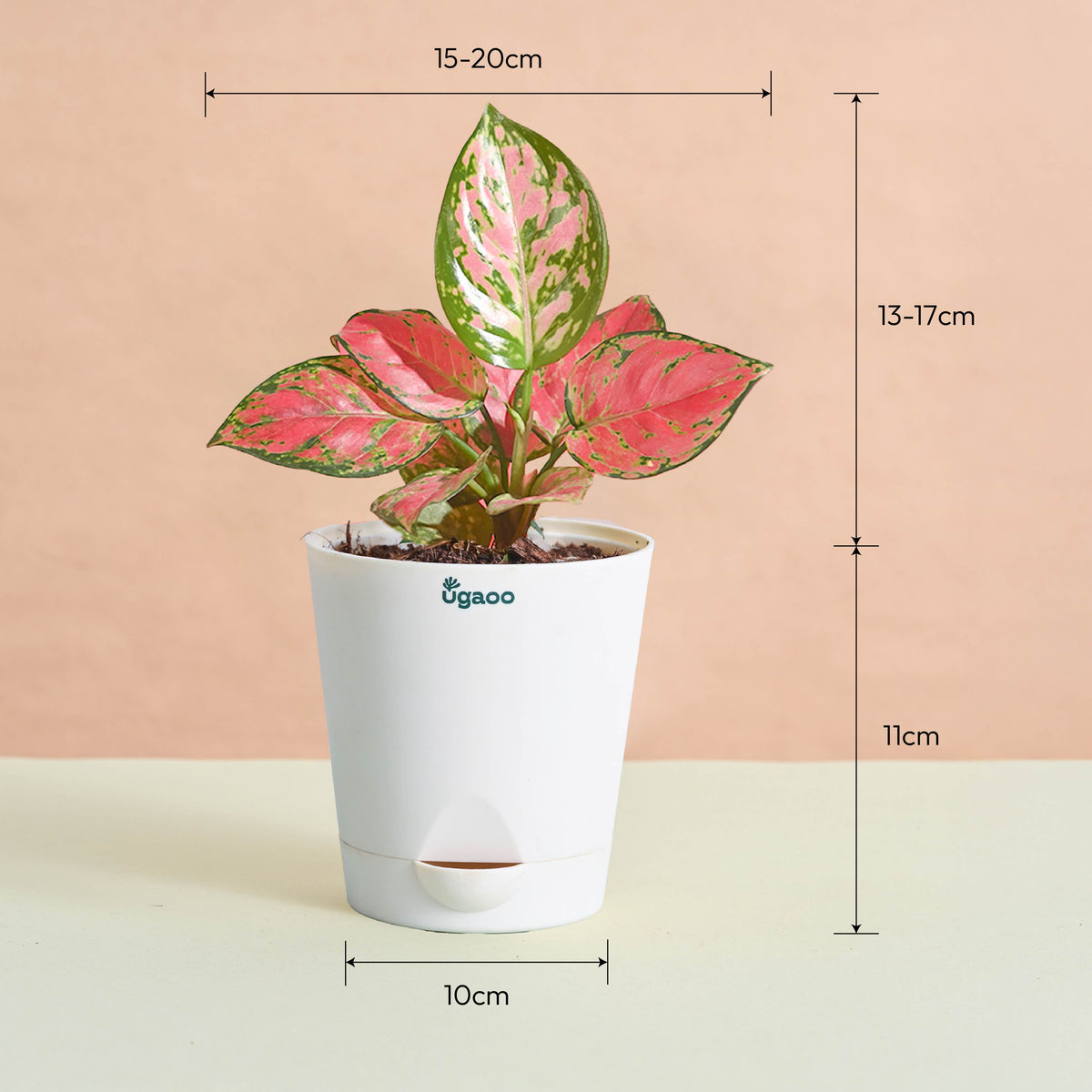 Blush & Bloom Women's Day Plant Bundle