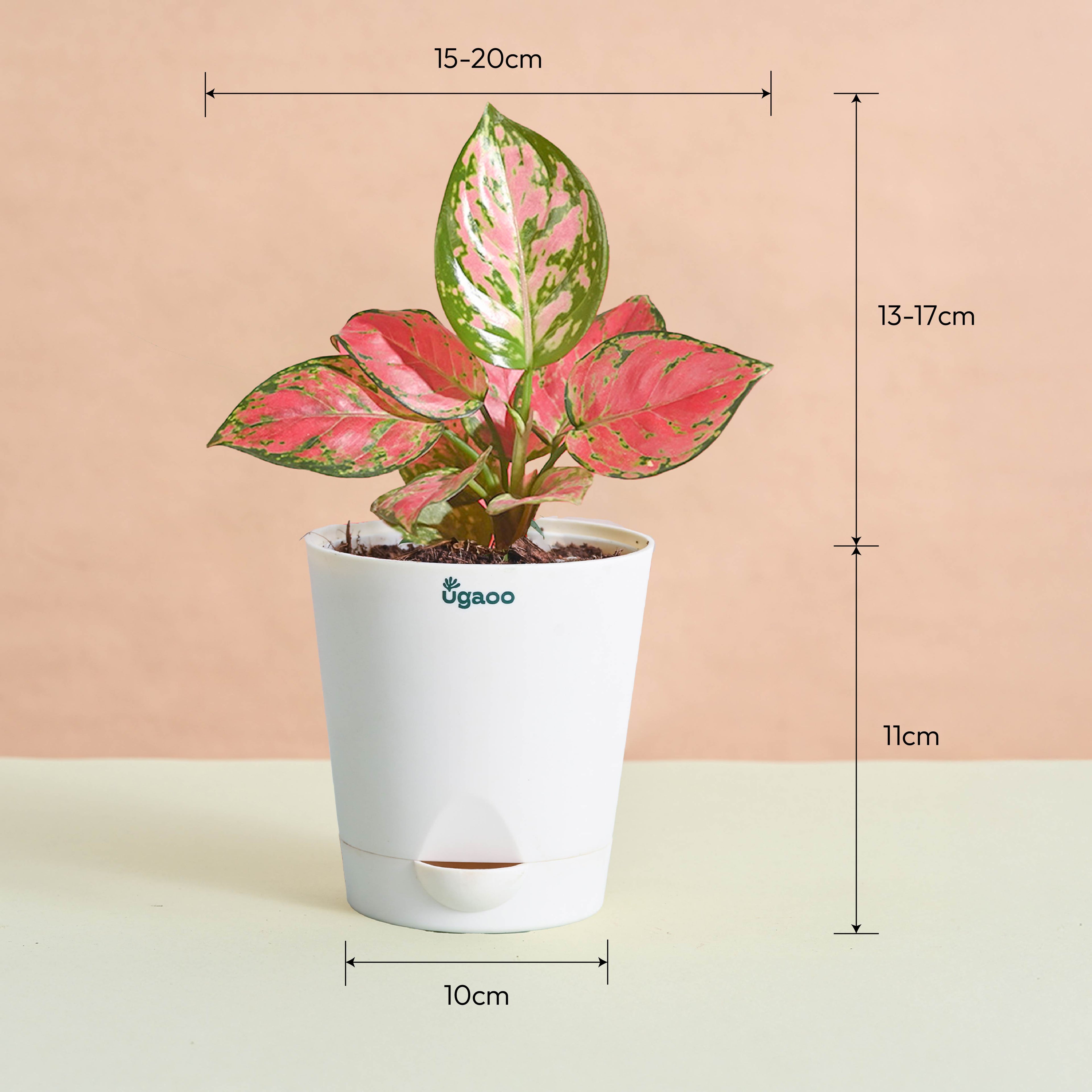 Blush & Bloom Women's Day Plant Bundle