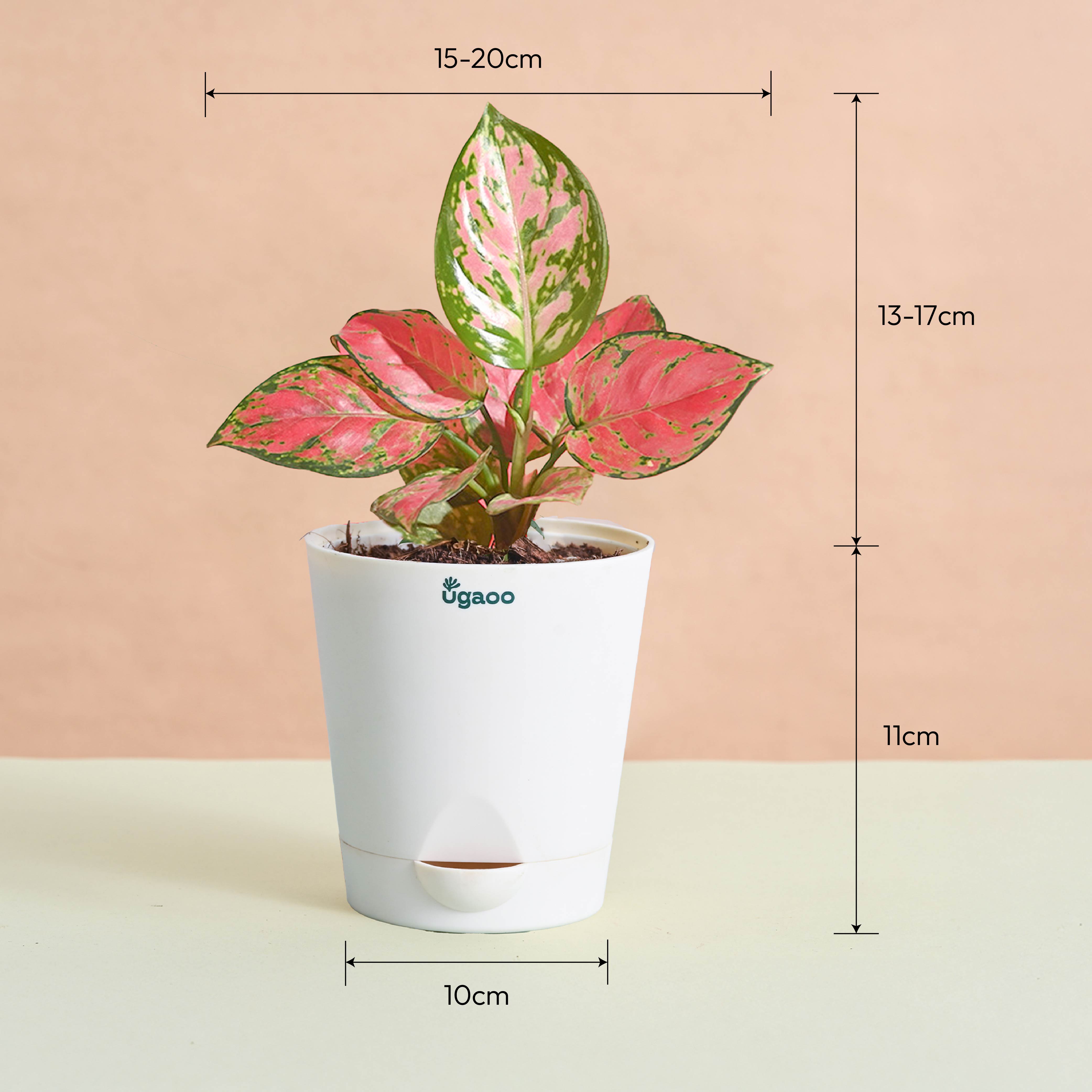 Blush & Bloom Women's Day Plant Bundle