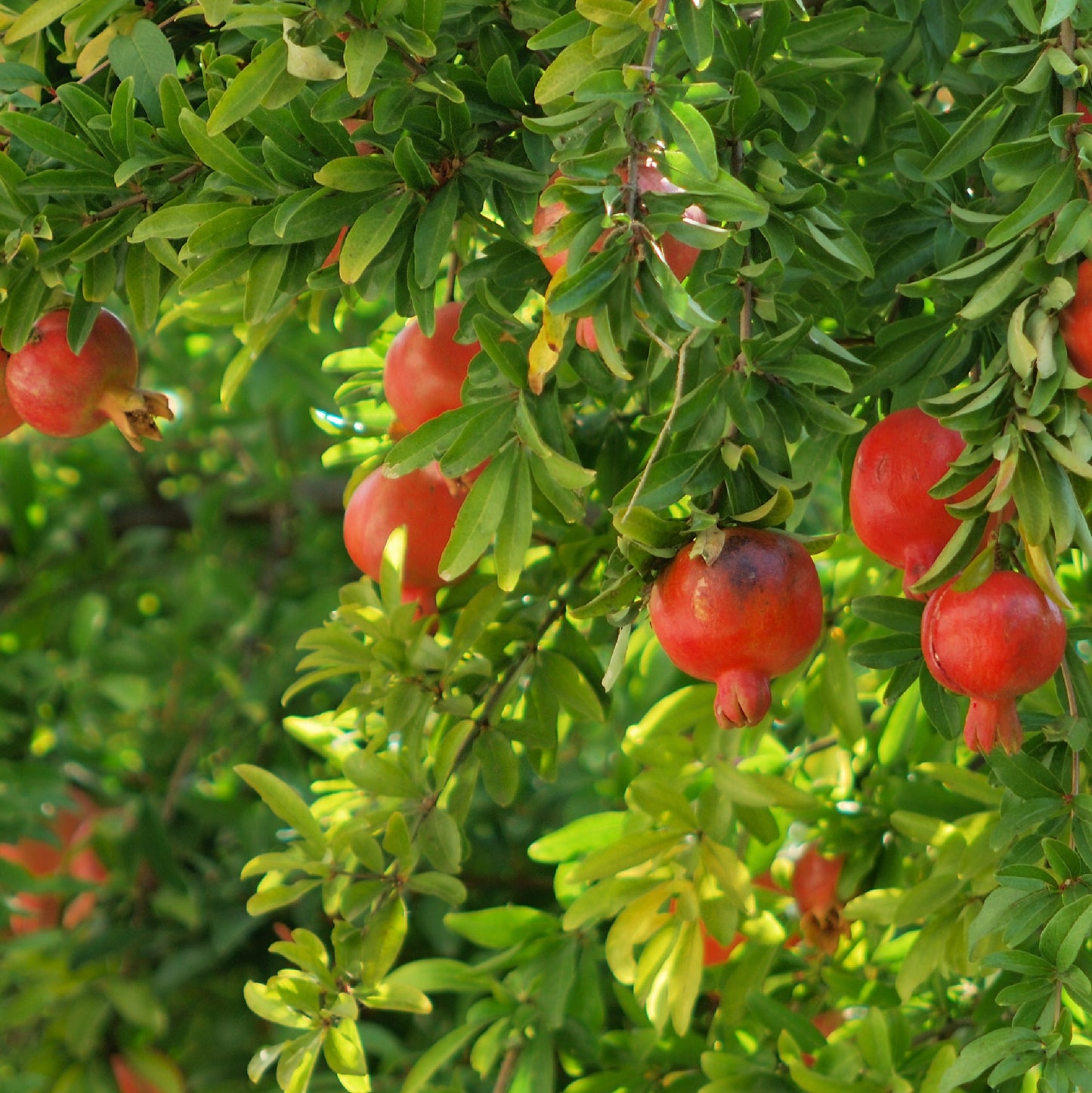 Pomegranate Plant