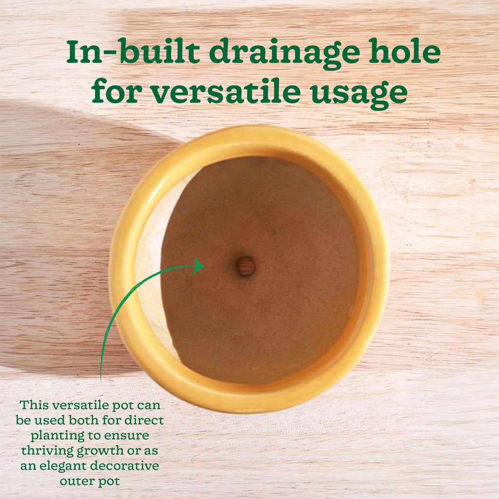 Nature's Hum Fat Ceramic Planter