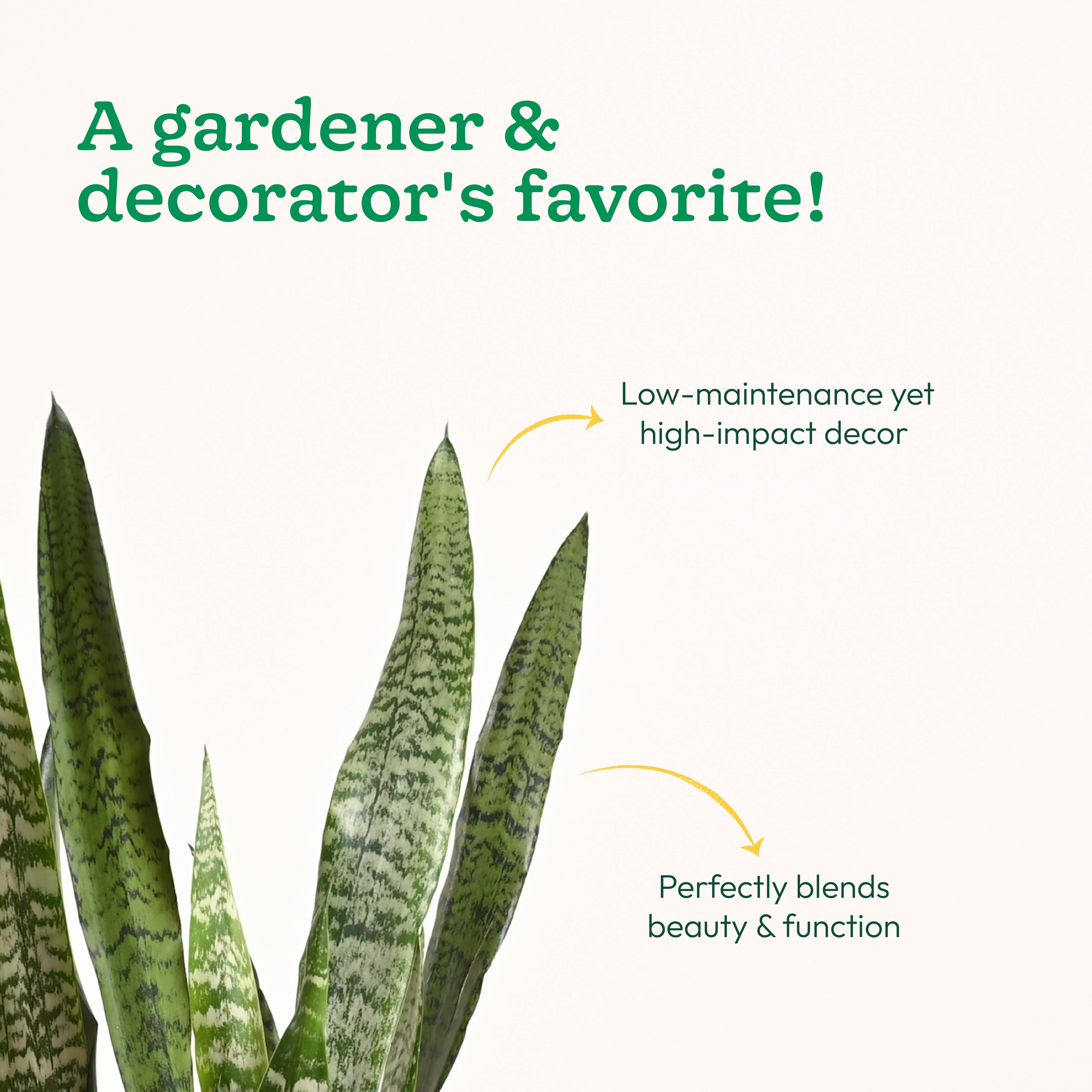 Sansevieria Zeylanica - XL