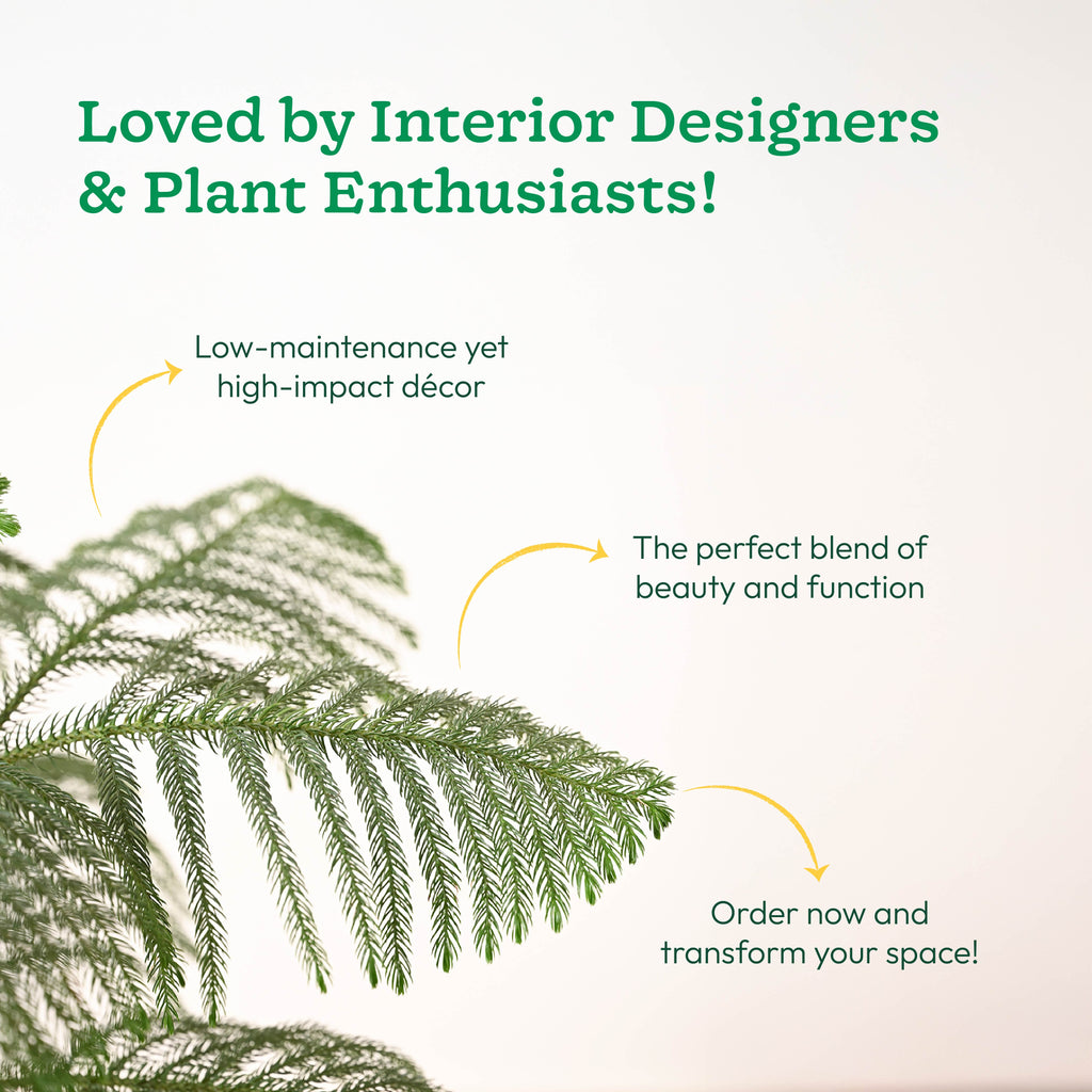 Indian Christmas Tree - XL