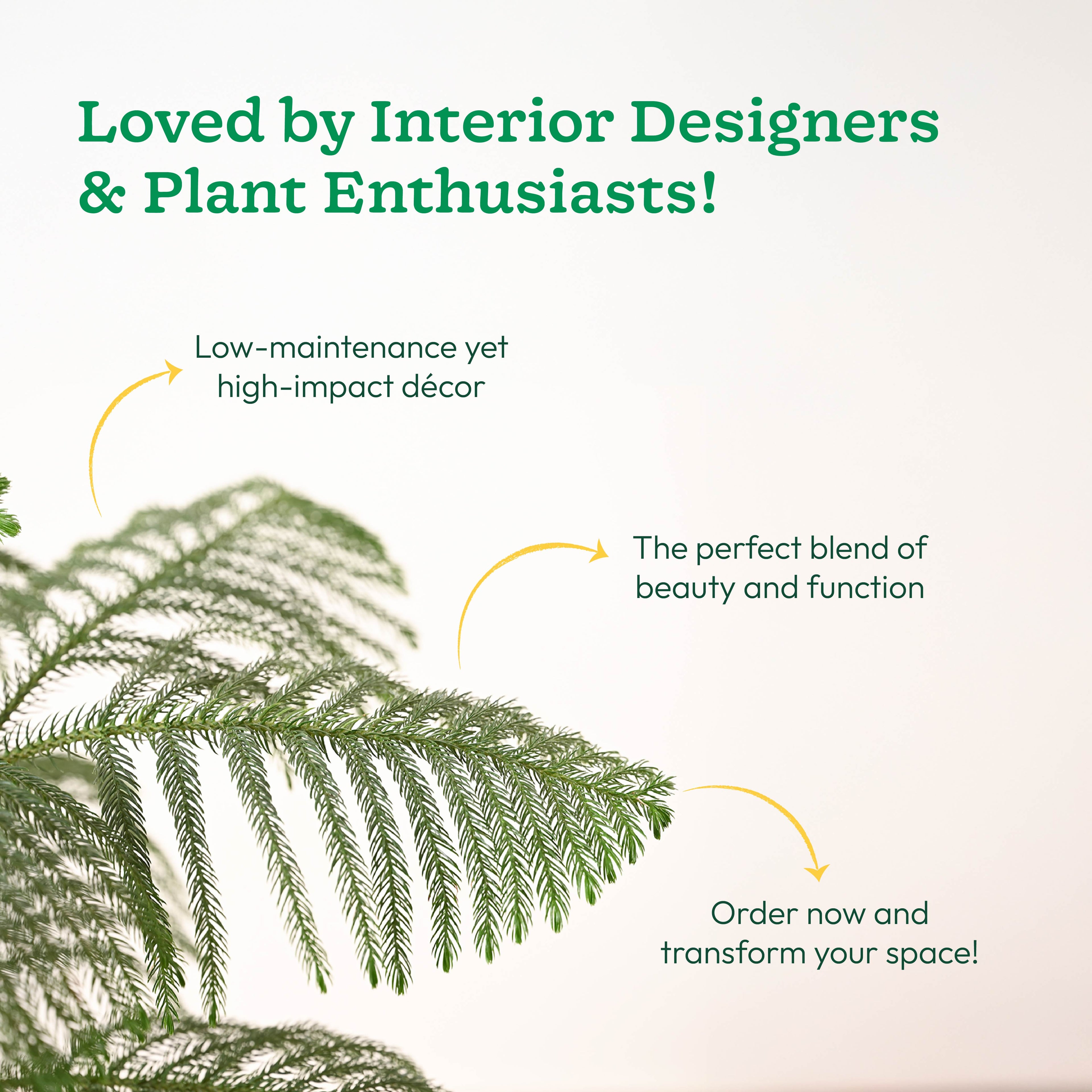 Indian Christmas Tree - XL