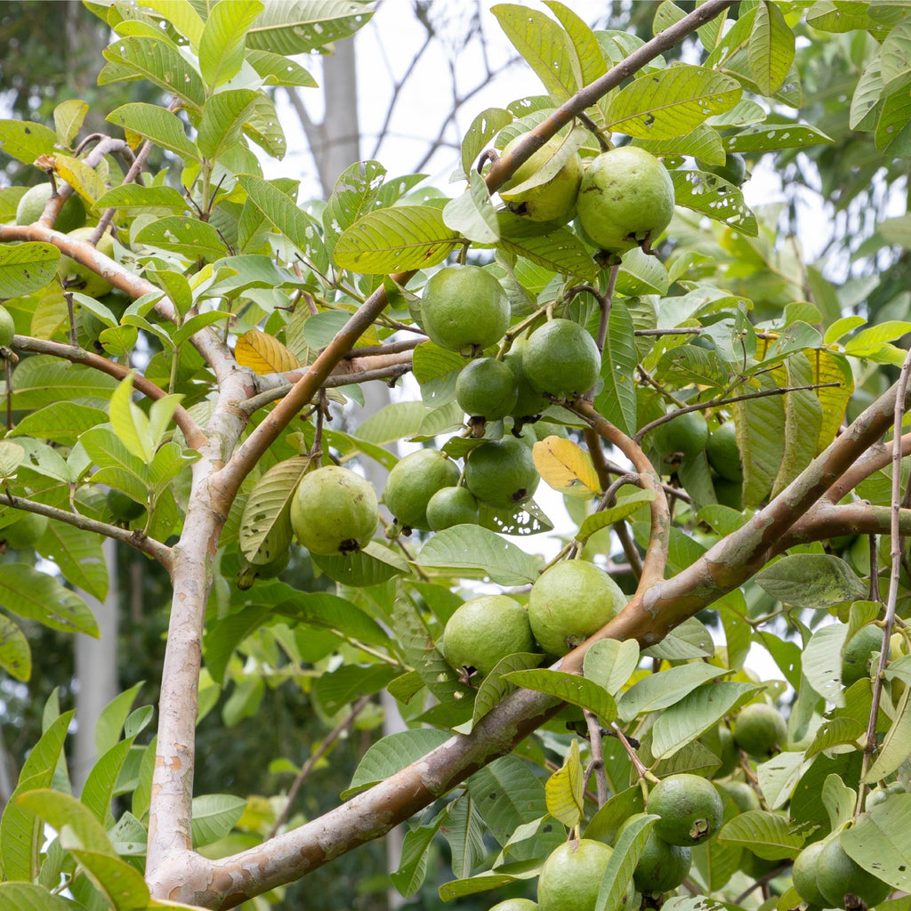 Guava Plant