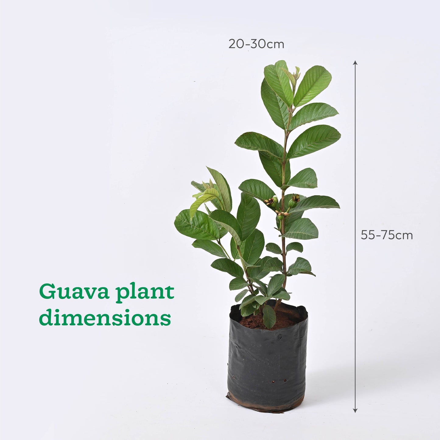 Pomegranate, Lemon, Guava - Combo of 3 Fruit Plants