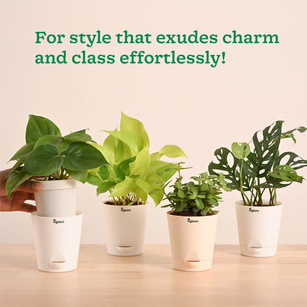 Indoor Plants Starter Pack