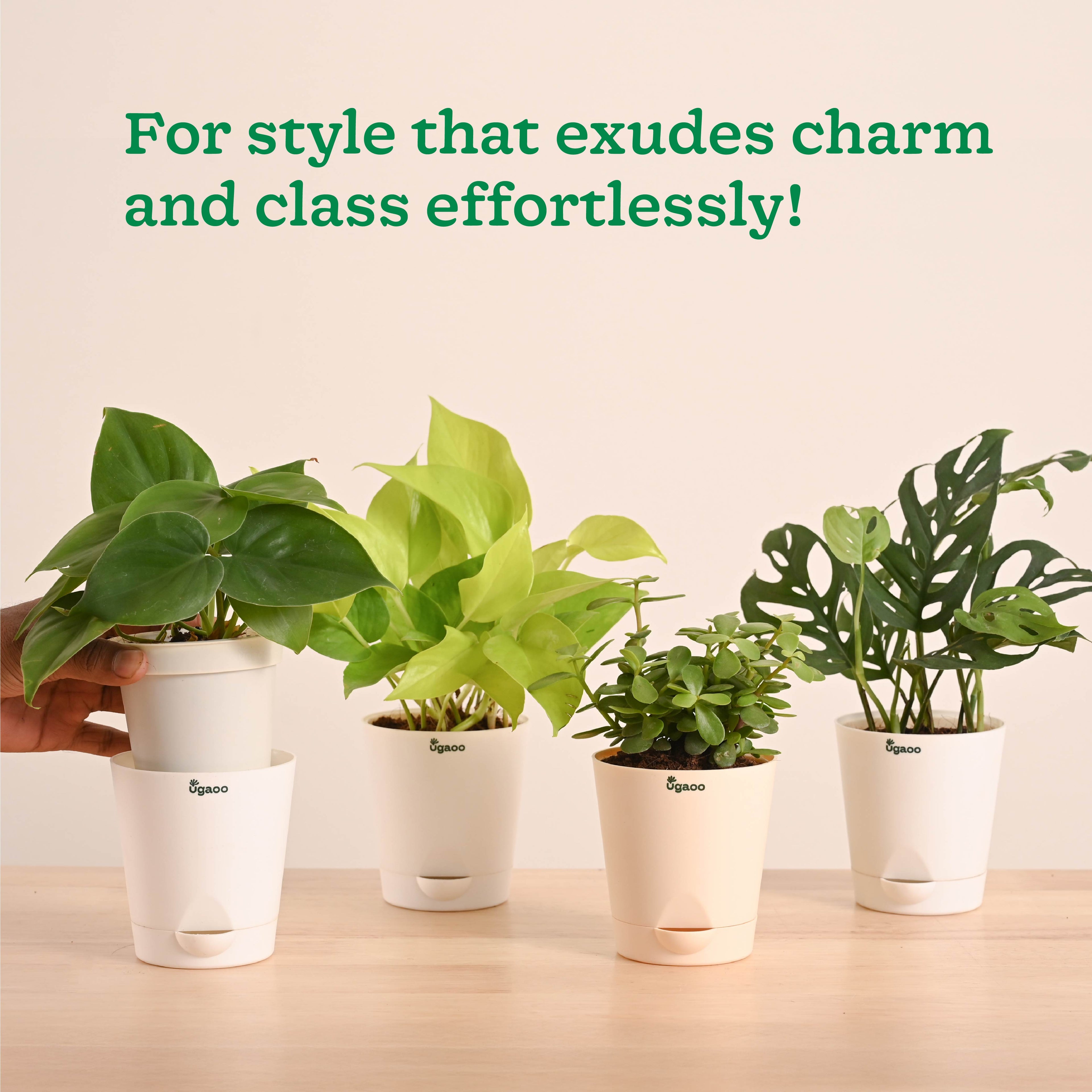 Indoor Plants Starter Pack