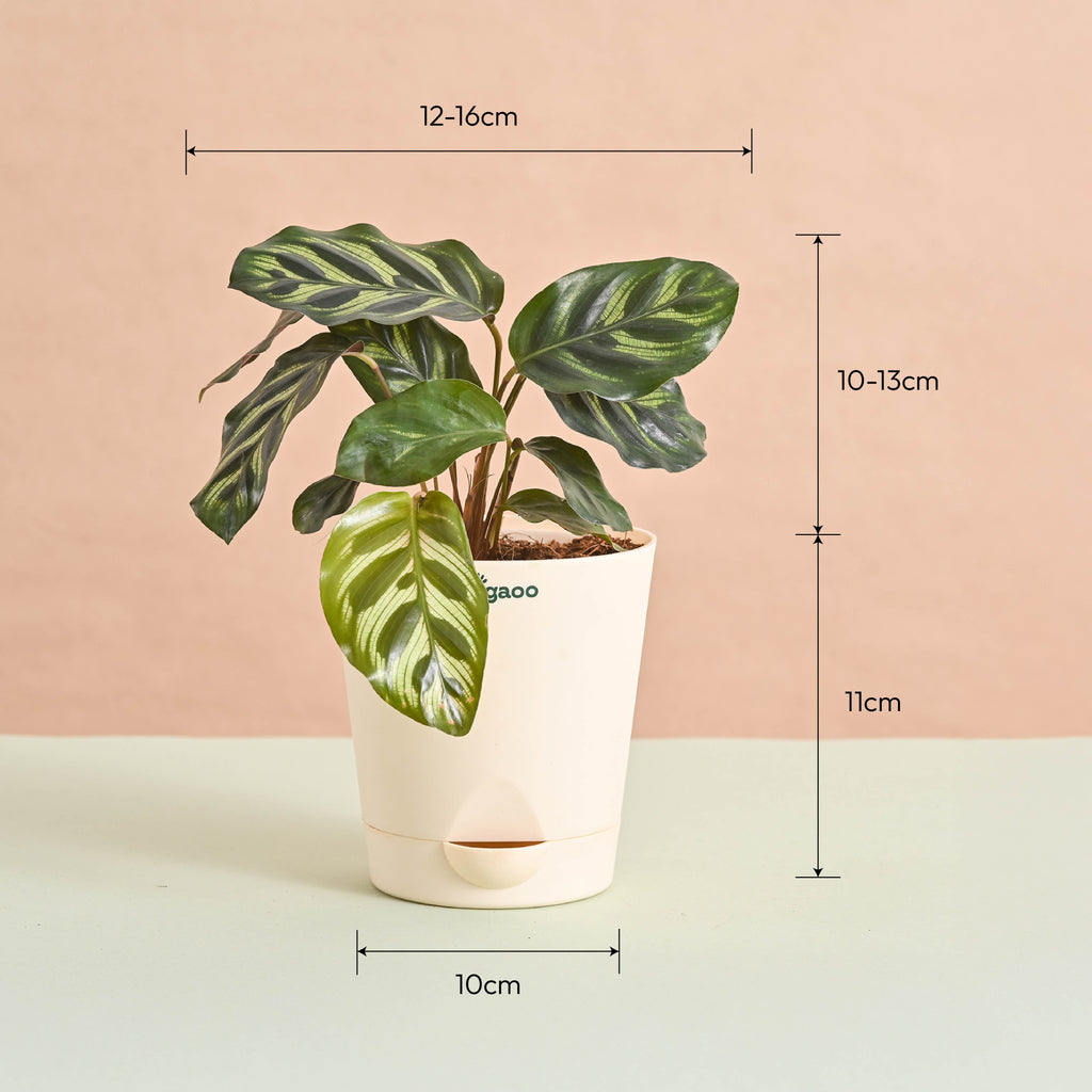 Queen's Canopy Plant Bundle for Women's Day