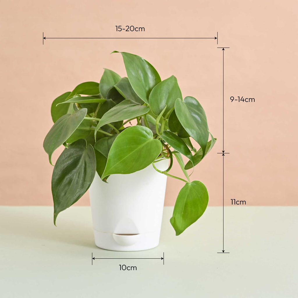 Queen's Canopy Plant Bundle for Women's Day