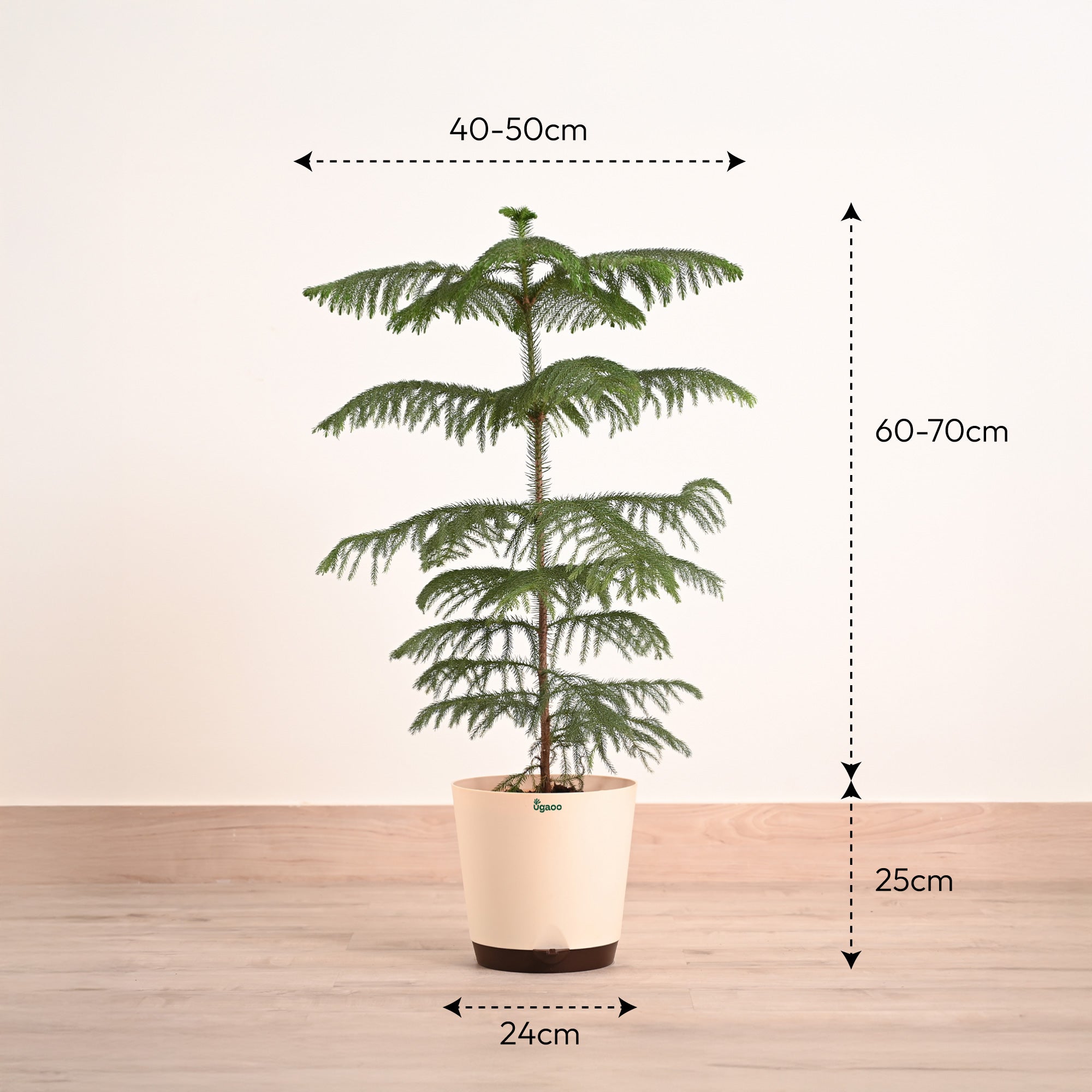 Indian Christmas Tree - XL