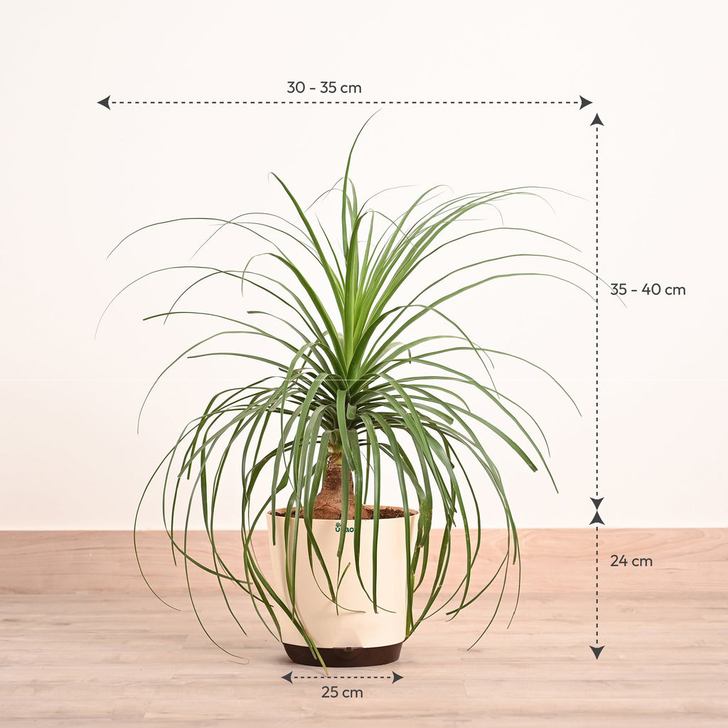 Nolina Palm XL