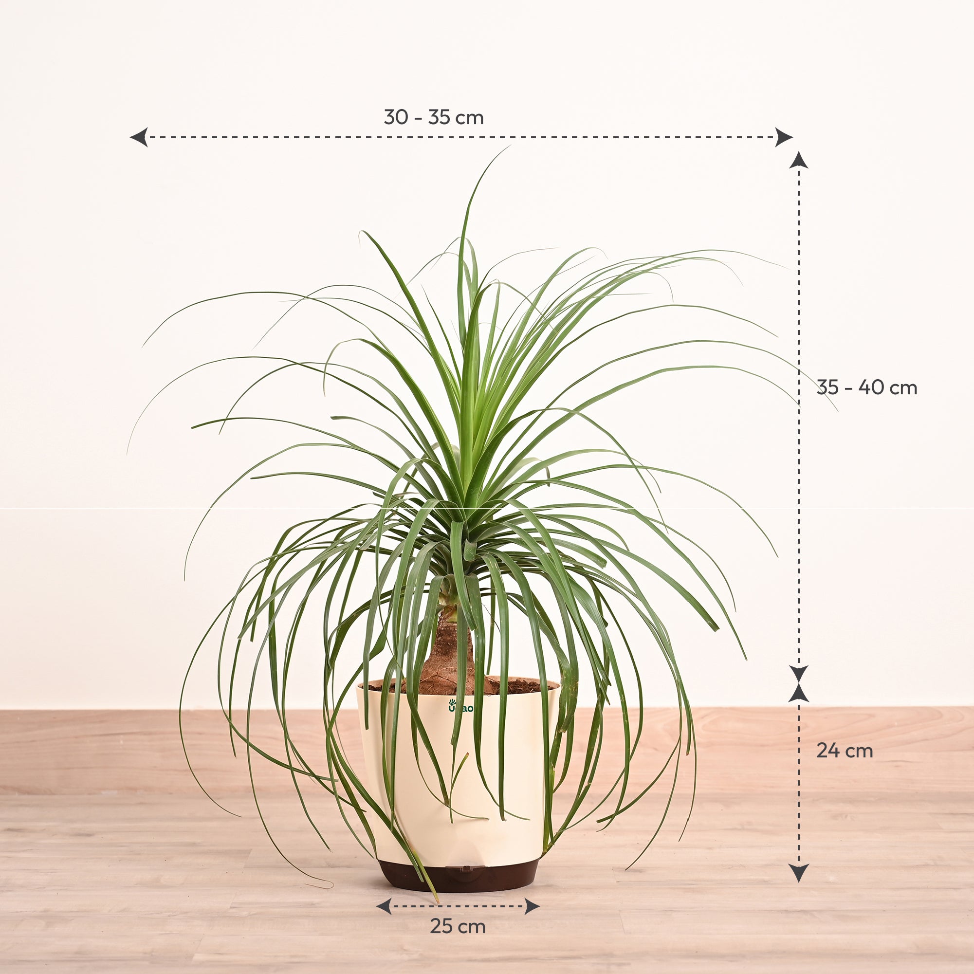 Nolina Palm XL
