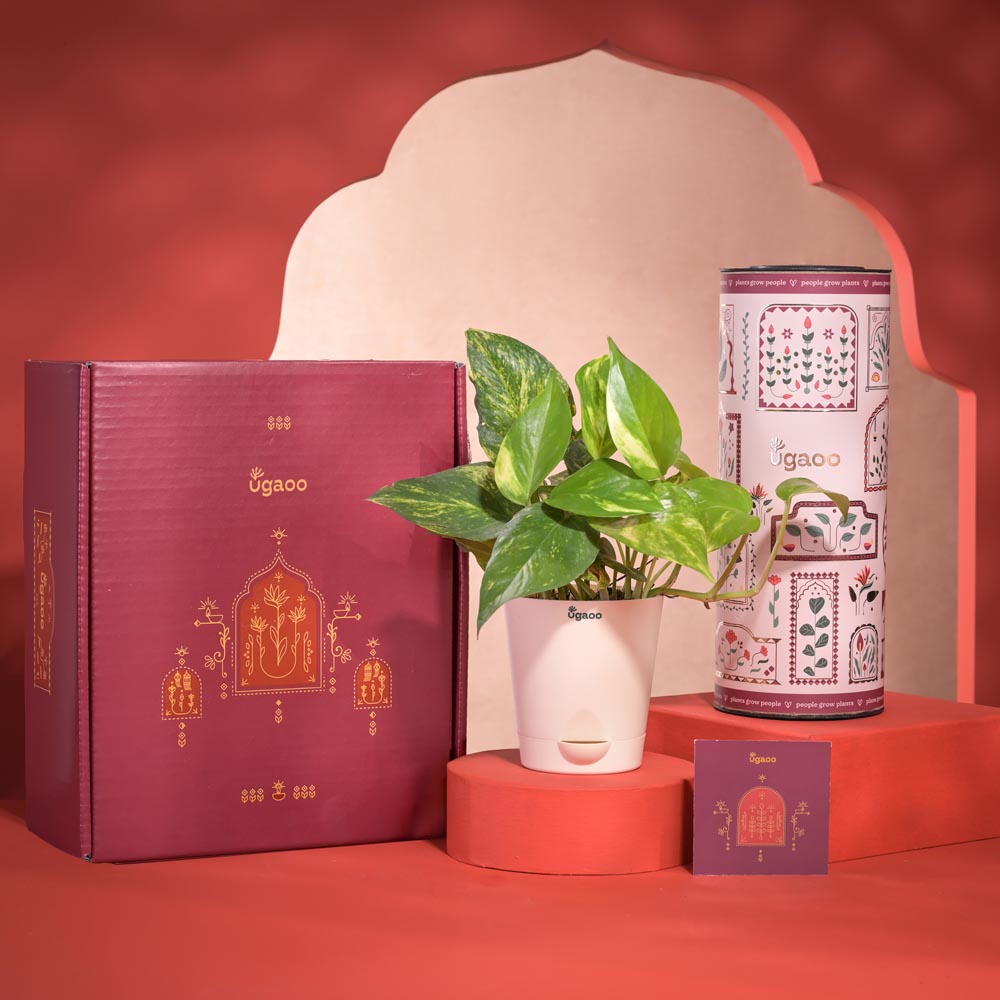 Good Vibes Diwali Gift Hamper