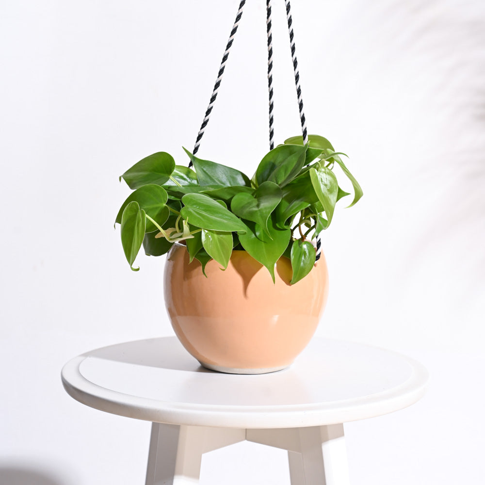 Forma Handmade Ceramic Planter