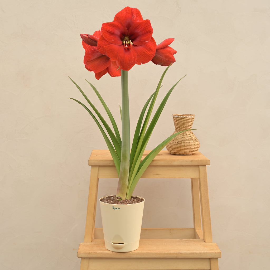 Amaryllis (Amar lily) flower bulb - Red