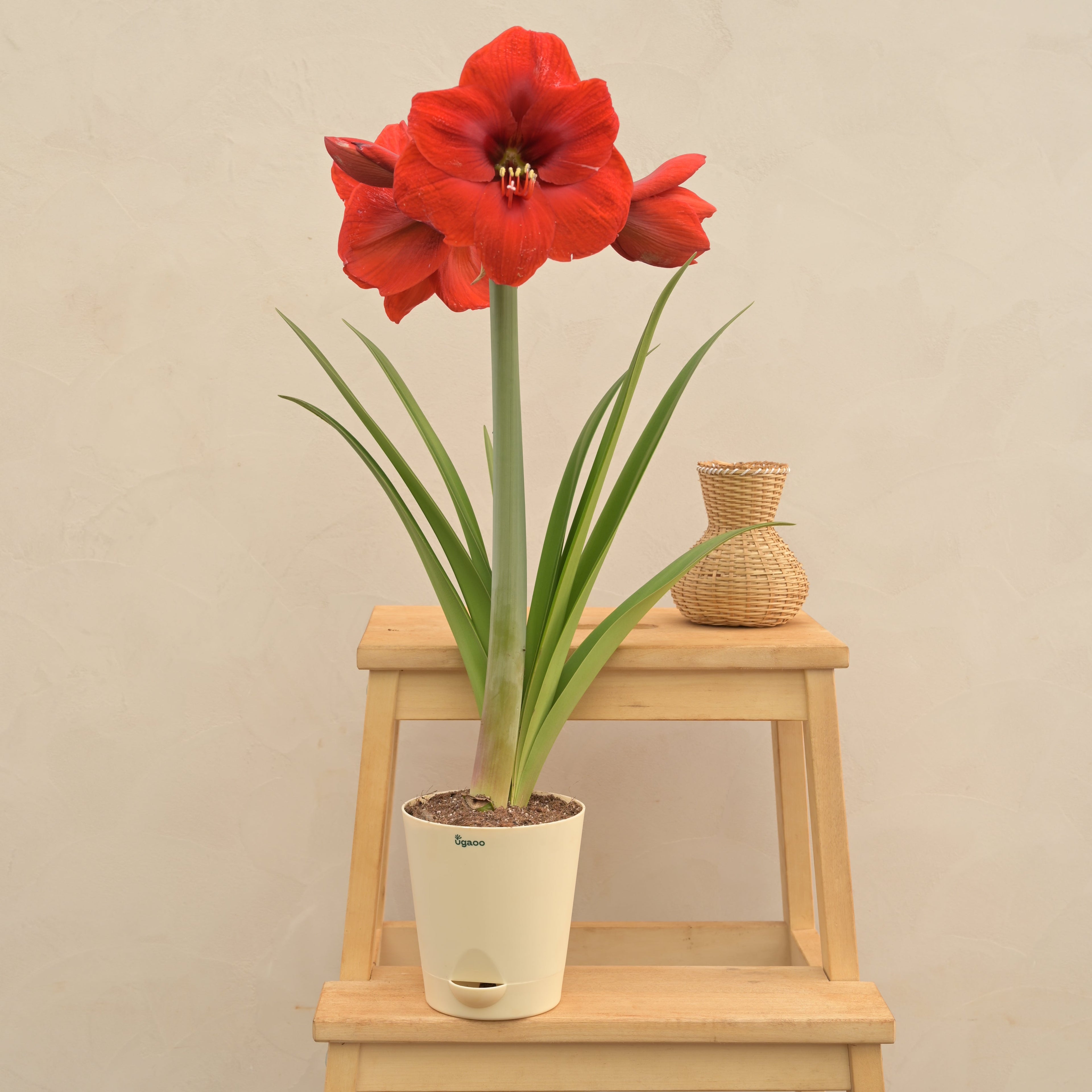 Amaryllis (Amar lily) flower bulb - Red