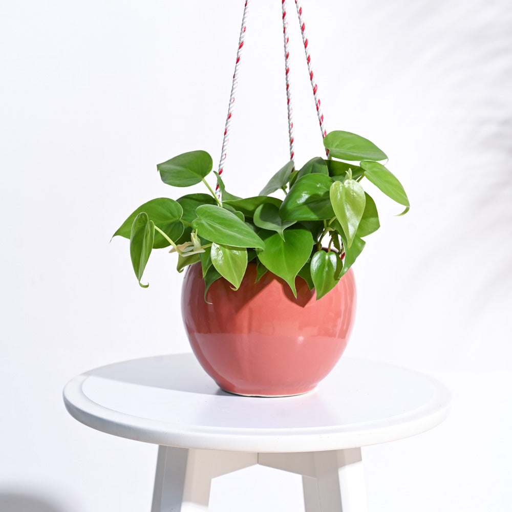 Forma Handmade Ceramic Planter