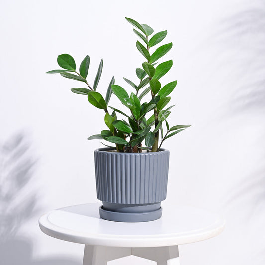 Roma Ceramic Pot