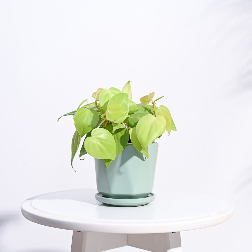 Diamond Ceramic Pot