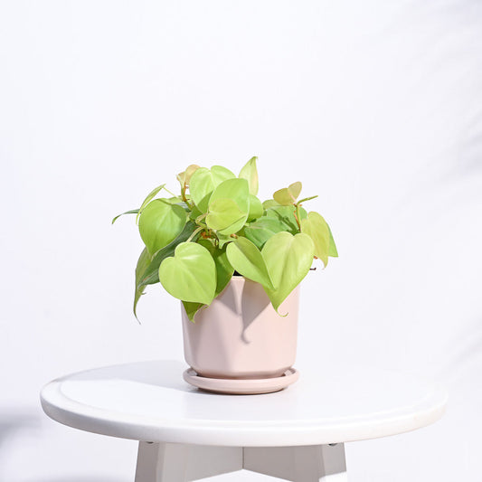 Diamond Ceramic Pot