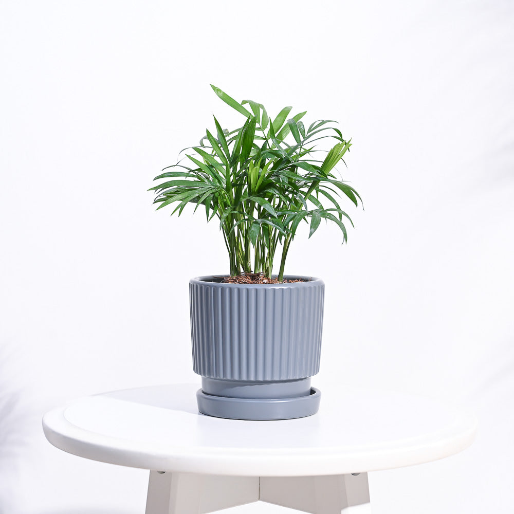 Roma Ceramic Pot