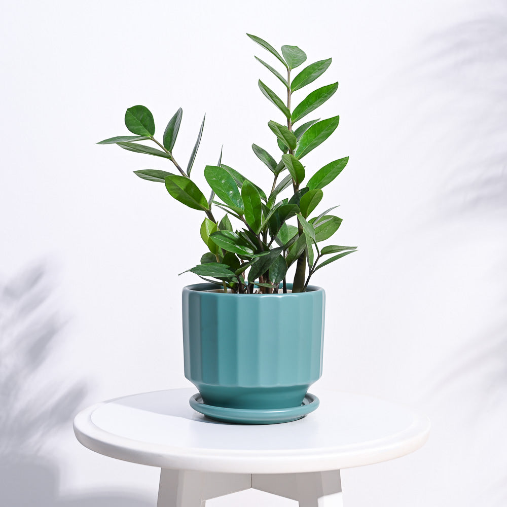 Frosted Ceramic Pot