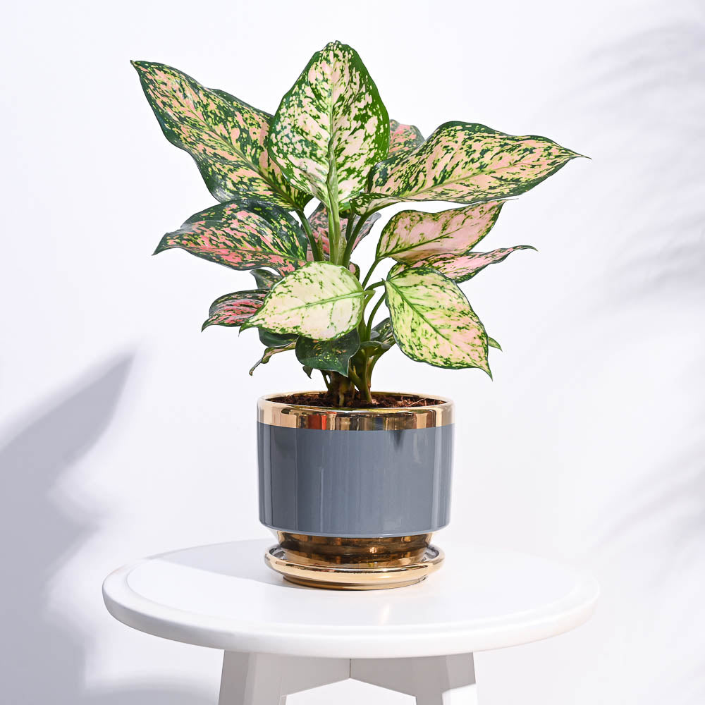 Aurelius Round Ceramic Pot