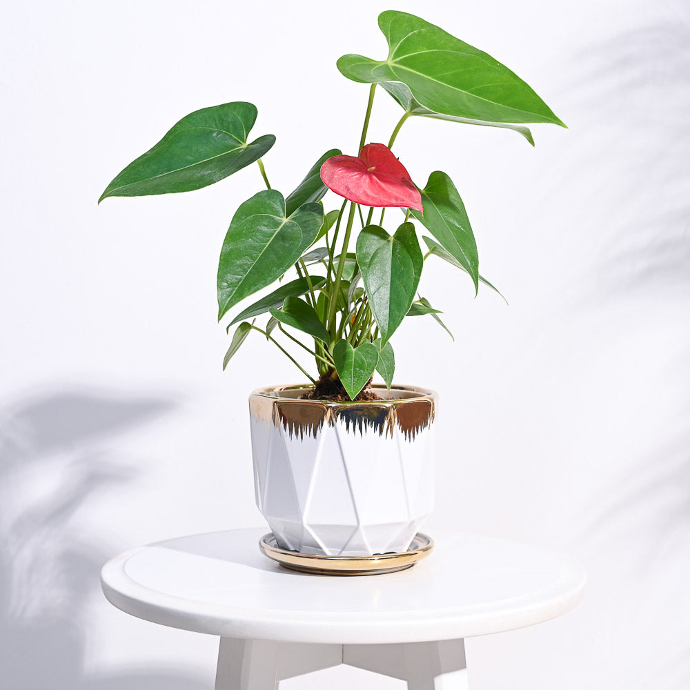 Aurelius Prism Ceramic Pot