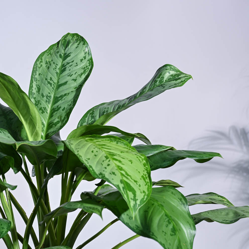Aglaonema Dove Plant - XL