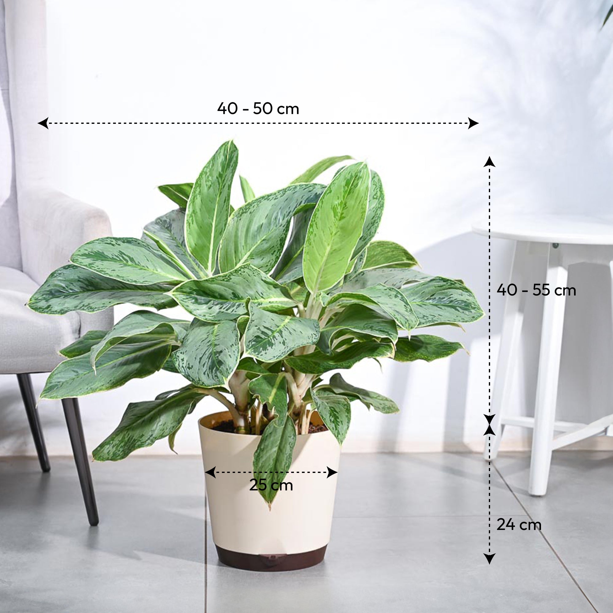 Aglaonema Ice Plant - XL