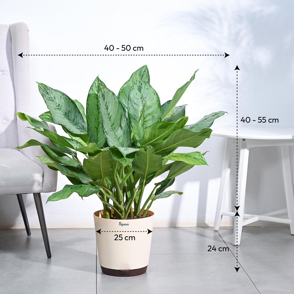 Aglaonema Stripes Plant - XL