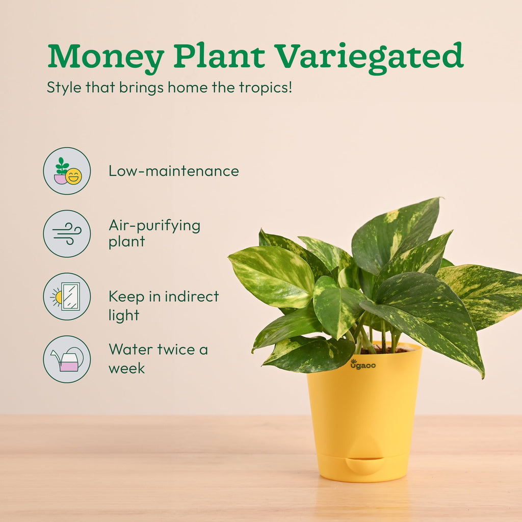 Green Decor Plants Bundle