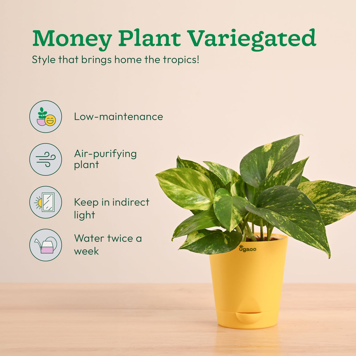 Green Decor Plants Bundle