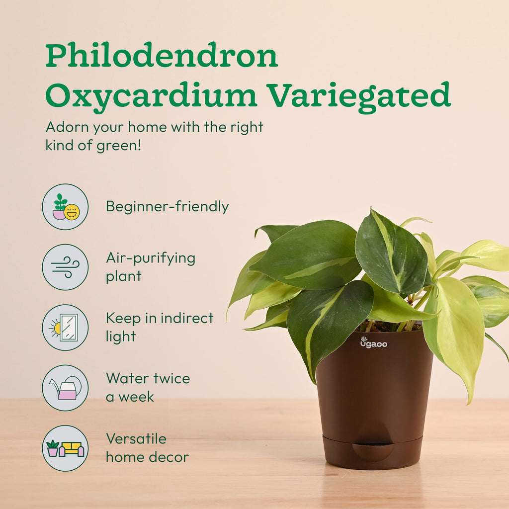 Green Decor Plants Bundle