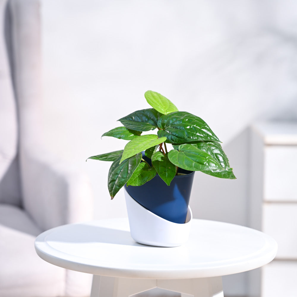 Betel Leaf Plant (Magai Paan)