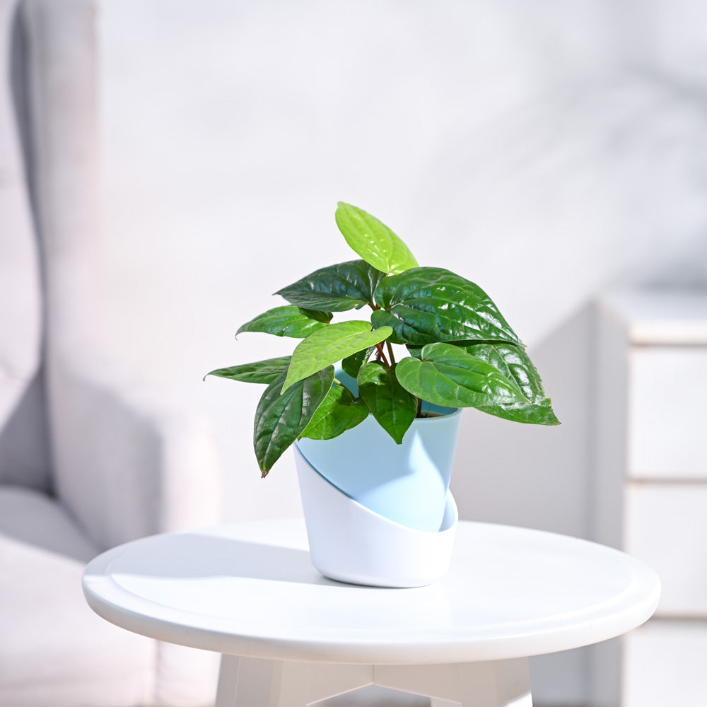 Betel Leaf Plant (Magai Paan)