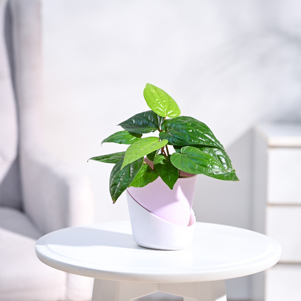 Betel Leaf Plant (Magai Paan)